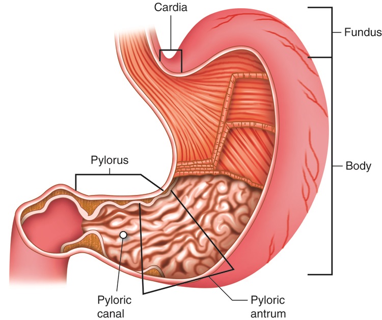 Cenveo Drawing Major Regions Of Stomach Cardia Fundus Body And Pylorus English Labels